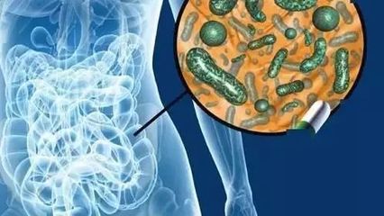 益生菌使用多久可以見效？全面解析見效時間與影響因素