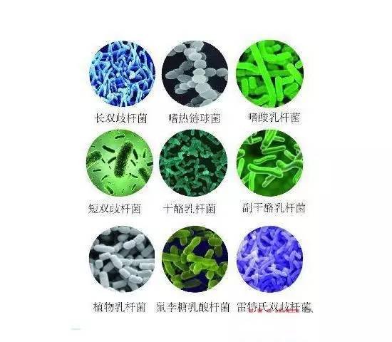 益生菌的“益”之源 種類與作用機理詳解